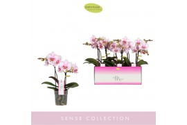 Phalaenopsis roze MyMonro - Make-up - 2 tak, 13+