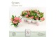 Euphorbia milii charlotte Euphorbia Tiara Charlotte Roze P12 Queen 5 b 