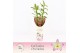 Dendrobium nobile bright eyes 2-spike Exclusiva Orchidea Potcover 40 b 