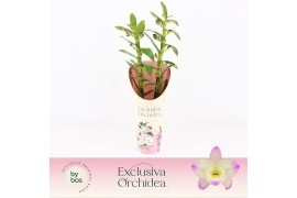 Dendrobium nobile bright eyes 2-spike Exclusiva Orchidea Potcover 40 b