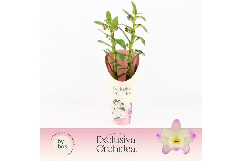 Dendrobium nobile bright eyes 2-spike Exclusiva Orchidea Potcover 40 b Dendrobium nobile bright eyes 2-spike Exclusiva Orchidea Potcover 40 b