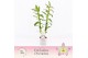 Dendrobium nobile bright eyes 2-spike Exclusiva Orchidea 40 bl. 
