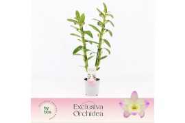 Dendrobium nobile bright eyes 2-spike Exclusiva Orchidea 40 bl.