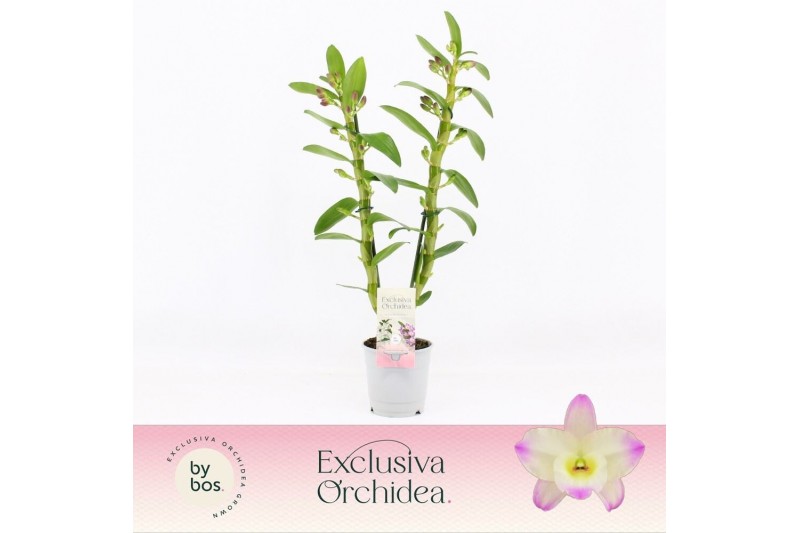 Dendrobium nobile bright eyes 2-spike Exclusiva Orchidea 40 bl. Dendrobium nobile bright eyes 2-spike Exclusiva Orchidea 40 bl.