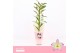 Dendrobium nobile bright eyes 1-spike Orchid Collection Potcover 21 bl 