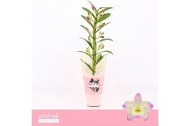 Dendrobium nobile bright eyes 1-spike Orchid Collection Potcover 21 bl