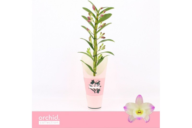 Dendrobium nobile bright eyes 1-spike Orchid Collection Potcover 21 bl Dendrobium nobile bright eyes 1-spike Orchid Collection Potcover 21 bl