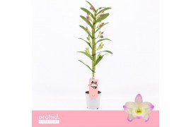Dendrobium nobile bright eyes 1-spike Orchid Collection 21 bl.