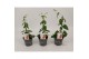 Thunbergia orange energy black eye oranje 