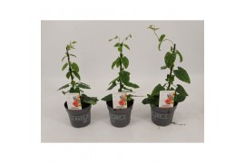 Thunbergia orange energy black eye oranje