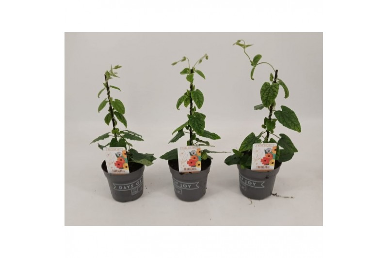 Thunbergia orange energy black eye oranje 