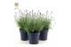 Lavandula angustifolia felice purple Lavandula ang. Felice Silver® P15 