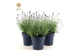 Lavandula angustifolia felice purple Lavandula ang. Felice Silver® P15