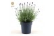 Lavandula angustifolia felice purple Lavandula ang. Felice Silver® P15 
