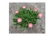 Delosperma ice cream salmon 