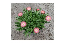 Delosperma ice cream salmon