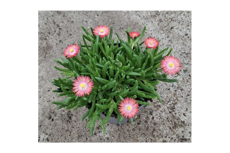Delosperma ice cream salmon 