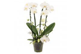 Phalaenopsis wit Phalaenopsis twirl wit A2 15 bl. 3 tak/plnt