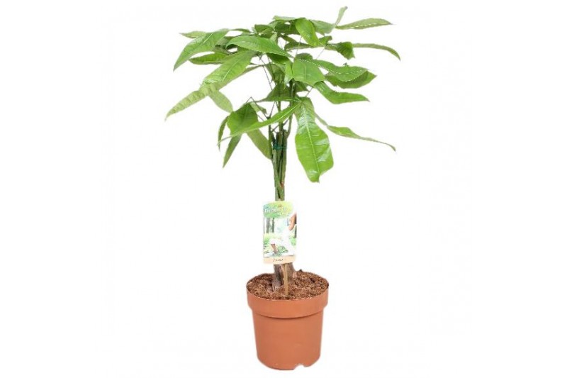 Pachira aquatica gevlochten stam 