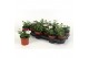 Verbena venturi white 