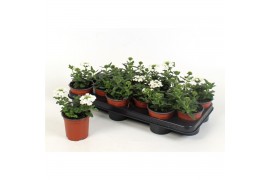Verbena venturi white