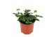 Verbena venturi white 