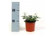 Verbena venturi white 