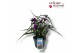 Tradescantia (Andersoniana Grp) JS Brainstorm Tradescantia JS Brainsto 