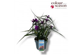 Tradescantia (Andersoniana Grp) JS Brainstorm Tradescantia JS Brainsto