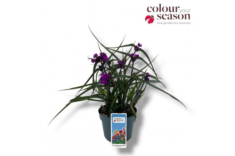 Tradescantia (Andersoniana Grp) JS Brainstorm Tradescantia JS Brainsto 