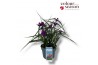 Tradescantia (Andersoniana Grp) JS Brainstorm Tradescantia JS Brainsto