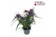 Tradescantia (Andersoniana Grp) JS Brainstorm Tradescantia JS Brainsto 