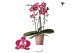 Phalaenopsis elegant cascade 2 tak niagara fall asian pearl kolibri or 