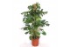 Monstera deliciosa 9pp 