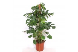Monstera deliciosa 9pp