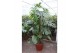 Monstera deliciosa 9pp 