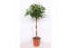 Schefflera arboricola compacta vlechtstam 