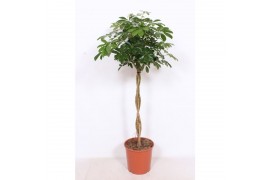 Schefflera arboricola compacta vlechtstam