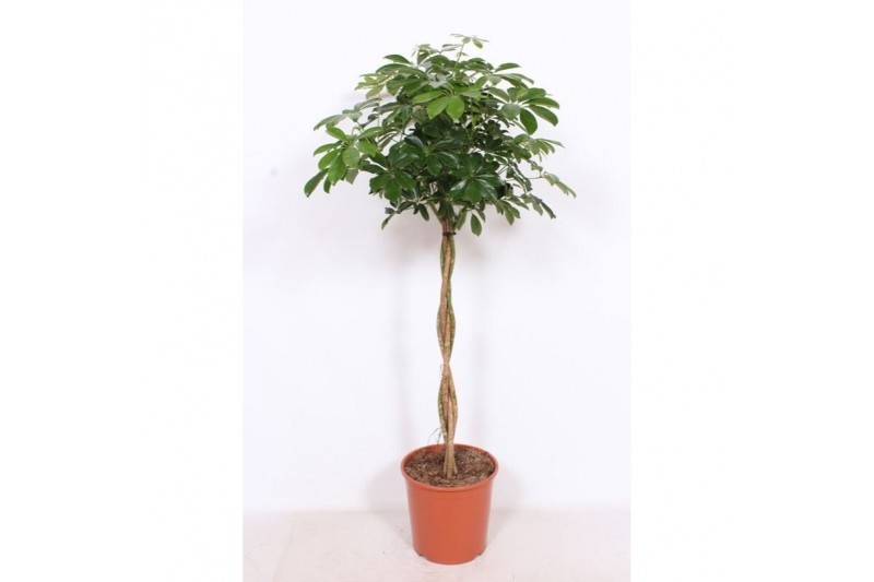 Schefflera arboricola compacta vlechtstam Schefflera arboricola compacta vlechtstam