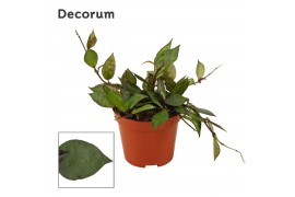 Hoya krohniana black leaves decorum