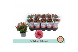 Chrysanthemum ind. jellyfish coral zalm