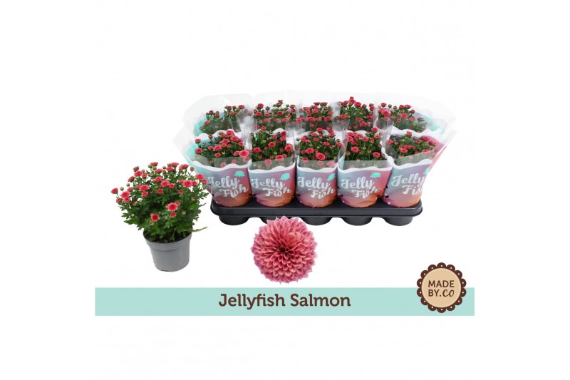 Chrysanthemum ind. jellyfish coral zalm 