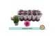 Chrysanthemum ind. jellyfish pink roze 
