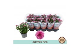 Chrysanthemum ind. jellyfish pink roze