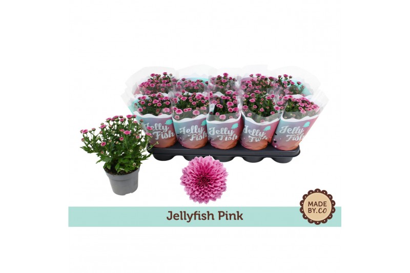 Chrysanthemum ind. jellyfish pink roze 