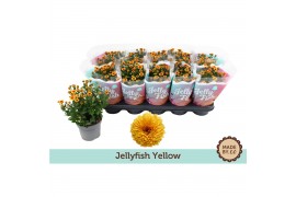 Chrysanthemum ind. jellyfish amber geel