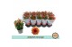 Chrysanthemum ind. jellyfish orange oranje 