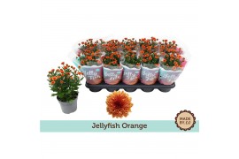 Chrysanthemum ind. jellyfish orange oranje