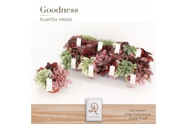Hypoestes phyllostachya mix dolcamore