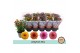 Chrysanthemum ind. jellyfish mix 